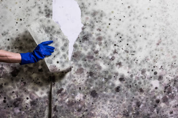 Best Localized Mold Remediation (e.g., coastal areas, humid climates) in Kechi, KS